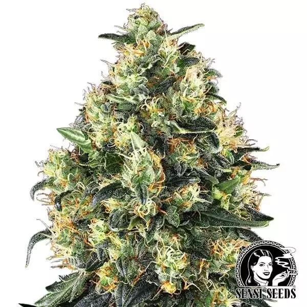 Visualizzazione Super Skunk Autofiorente Sensi Seeds