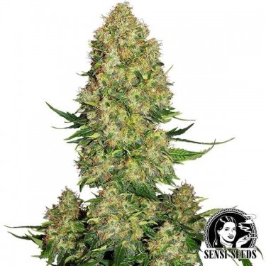 Visualizzazione Skunk 1 Auto di Sensi Seeds automatica