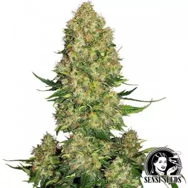 Skunk 1 Auto di Sensi Seeds automatica