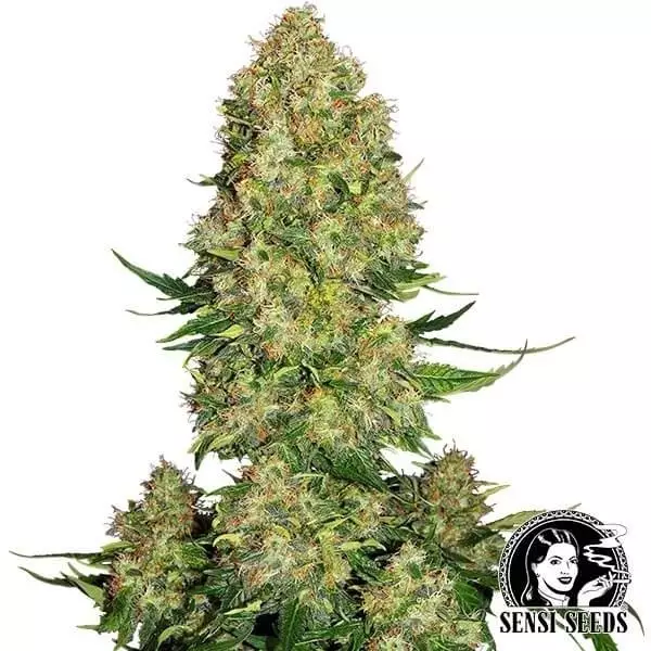 Visualizzazione Skunk 1 Auto di Sensi Seeds automatica