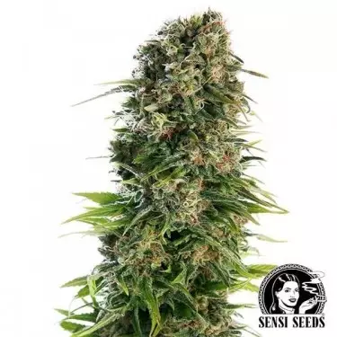 Hindu Kush Automatic del banco Sensi Seeds.