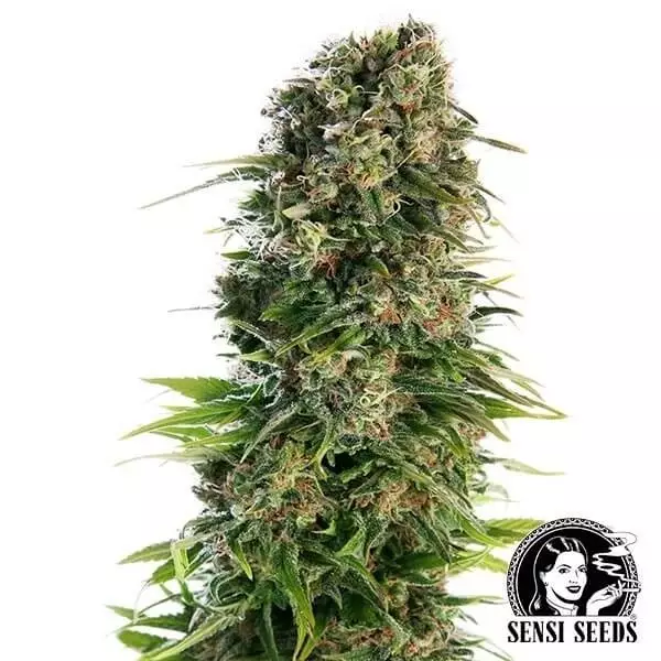 Visualizzazione Hindu Kush Automatic del banco Sensi Seeds.