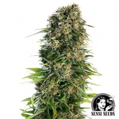 Hindu Kush Automatic del banco Sensi Seeds.