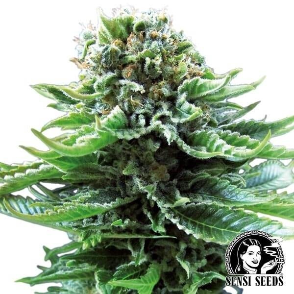 Visualizzazione Northern Lights Auto di Sensi Seeds