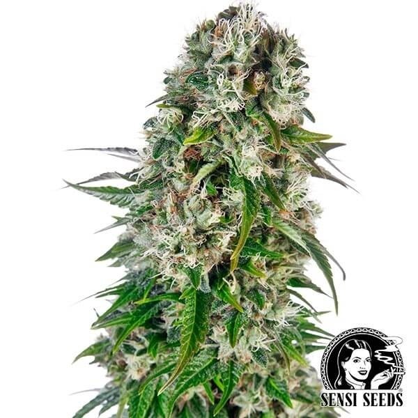 Visualizzazione Big Bud Automatic di Sensi Seeds Bank - Grow Barato