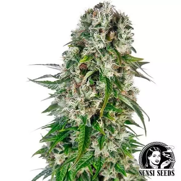 Visualizzazione Big Bud Automatic di Sensi Seeds Bank.