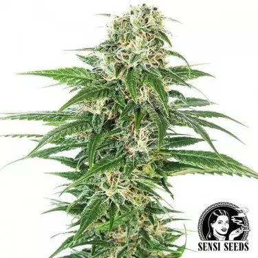 Early Skunk Automatic del banco Sensi Seeds.