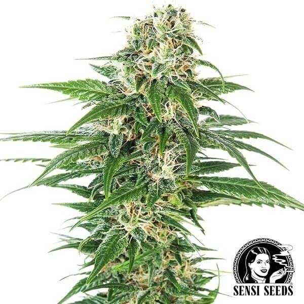 Visualizzazione Early Skunk Automatic del banco Sensi Seeds.