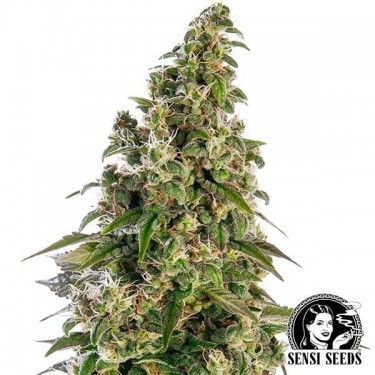 Afghani1 Automatic - Sensi Seeds