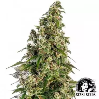 Afghani1 Automatic di Sensi Seeds Bank.