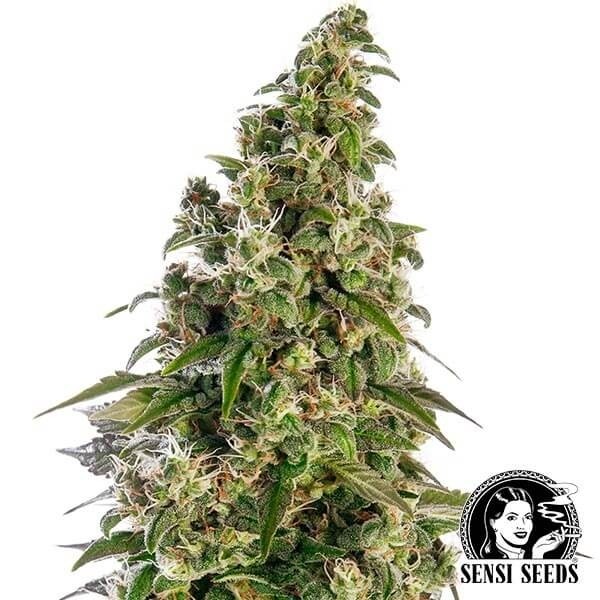 Visualizzazione Afghani1 Automatic di Sensi Seeds Bank.