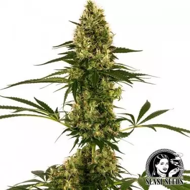 Blue Bullet Auto Sensi Seeds (#119 Auto)