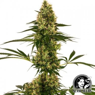 Visualizzazione Blue Bullet Auto Sensi Seeds ceppo #119 Auto - Grow Barato