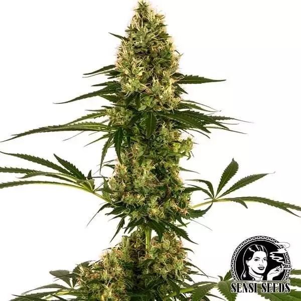 Visualizzazione Blue Bullet Auto Sensi Seeds ceppo #119 Auto - Grow Barato