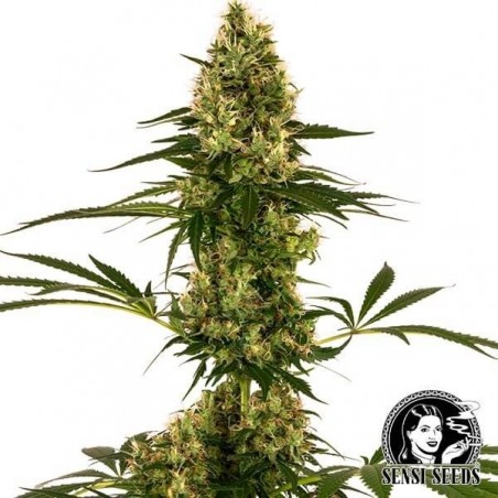 Blue Bullet Auto Sensi Seeds ceppo #119 Auto - Grow Barato