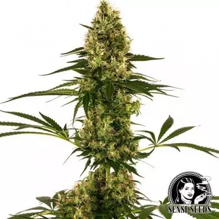 Blue Bullet Auto Sensi Seeds ceppo #119 Auto - Grow Barato