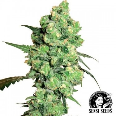 Super Skunk Sensi Seeds
