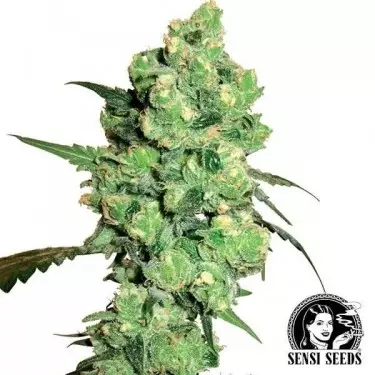 Super Skunk di Sensi Seeds femminilizzata.
