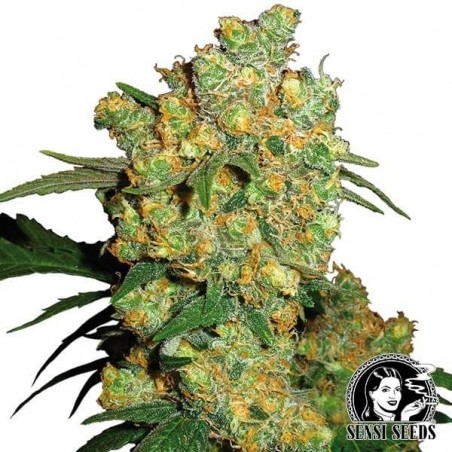 Big Bud di Sensi Seeds semi femminilizzati.
