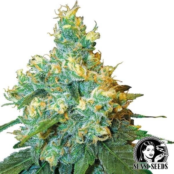 Jack Herer femminilizzata di Sensi Seeds.