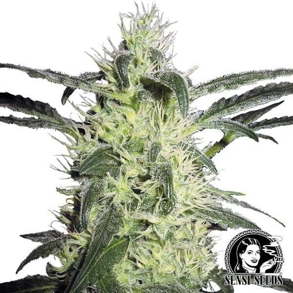 Visualizzazione Silver Haze 9 di Sensi Seeds femminilizzata.