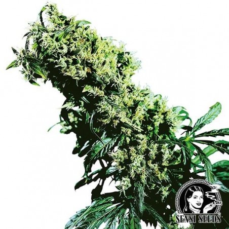 NL5 x Haze di Sensi Seeds femminilizzata.