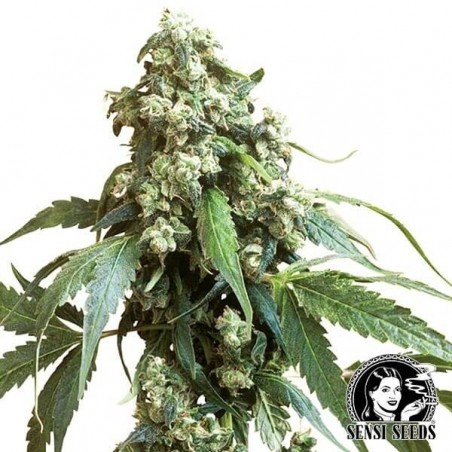 Jack Flash 5 di Sensi Seeds femminilizzata.