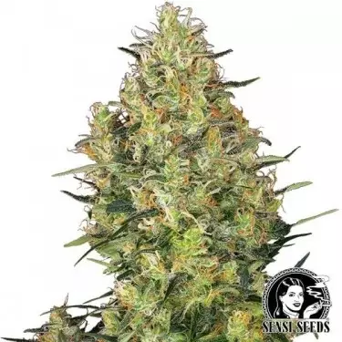 Shiva Skunk di Sensi Seeds femminilizzata.
