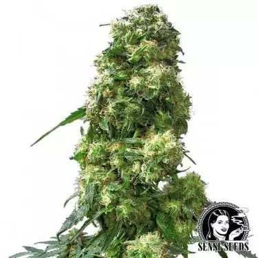 Early Skunk di Sensi Seeds femminilizzata.