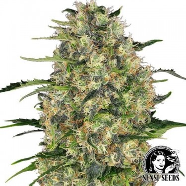 Black Domina Sensi Seeds
