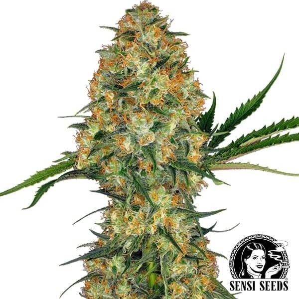 Visualizzazione Hindu Kush Sensi Seeds | Seme femminizzato 100% Indica