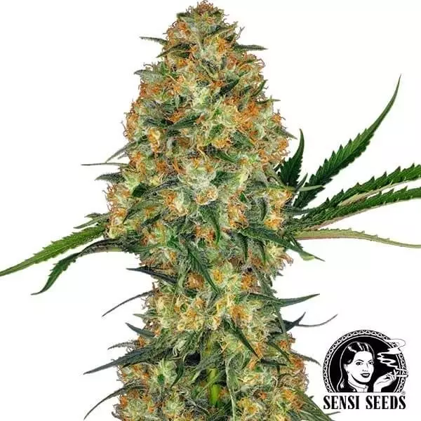 Visualizzazione Hindu Kush femminilizzata di Sensi Seeds.