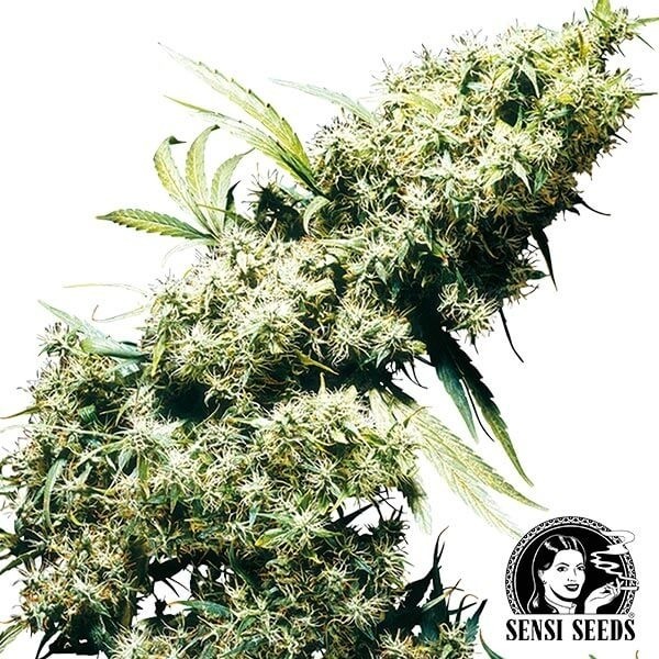 Visualizzazione Jamaican Perl femminilizzata di Sensi Seeds.