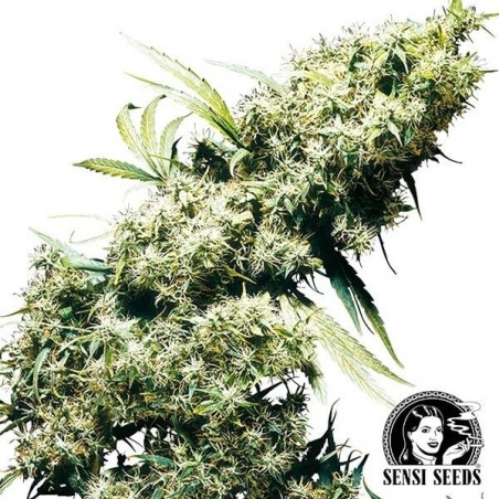 Jamaican Perl femminilizzata di Sensi Seeds.