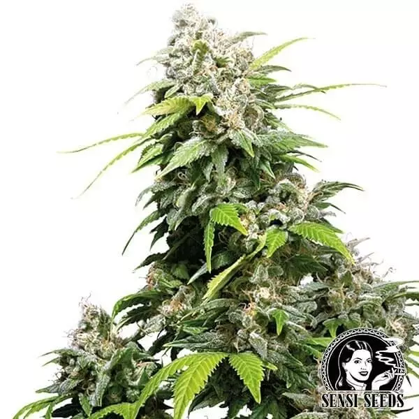 Visualizzazione California Indica femminilizzata Sensi Seeds.