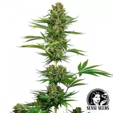 Satin Black Domina CBD (2:1) di Sensi Seeds.