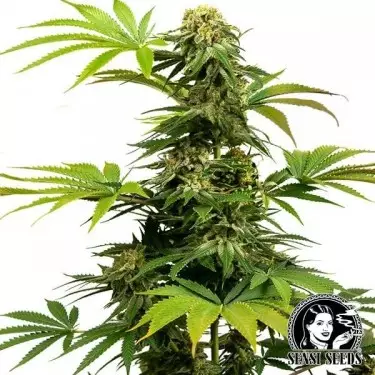 Black Harlequin di Sensi Seeds semi - GB The Green Brand