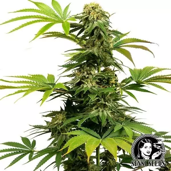 Visualizzazione Black Harlequin di Sensi Seeds semi - GB The Green Brand