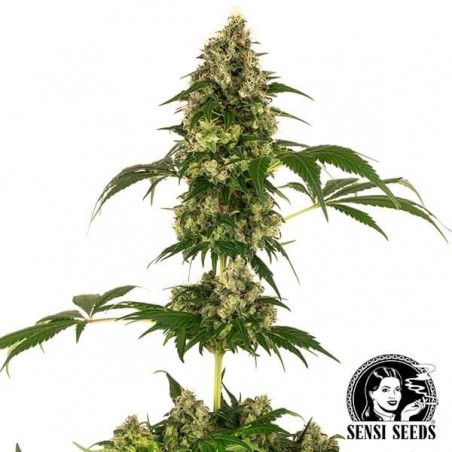 Cobalt Haze varietà del banco Sensi Seeds