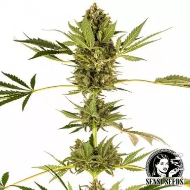 Himalayan CBD varietà del banco Sensi Seeds
