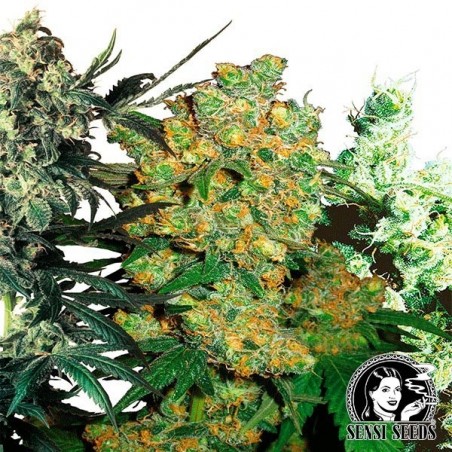 Feminized Mix di Sensi Seeds, pack semi.
