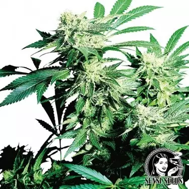 Skunk Kush di Sensi Seeds femminilizzata.