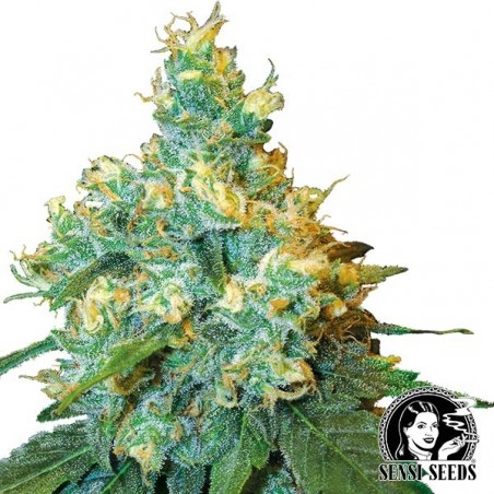 Jack Herer Regular del banco Sensi Seeds.