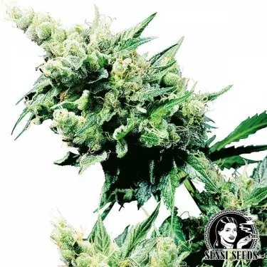 Hash Plant Regular del banco Sensi Seeds.