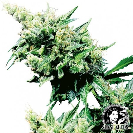 Hash Plant Regular del banco Sensi Seeds.