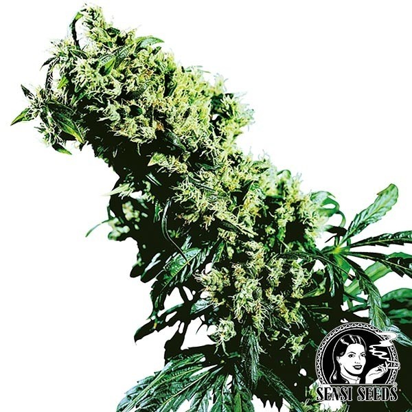 Visualizzazione Northern Lights 5 x Haze Regular Sensi Seeds.