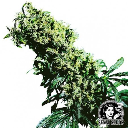 Northern Lights 5 x Haze Regular Sensi Seeds.
