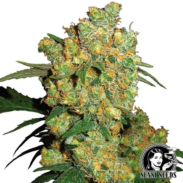 Big Bud semi regolari di Sensi Seeds - Grow Barato