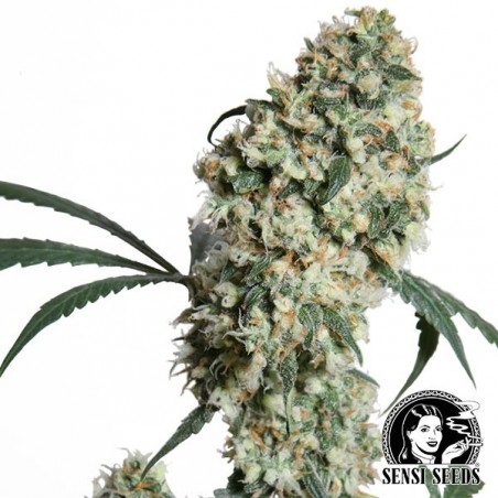 Ed Rosenthal Super Bud Regular Sensi Seeds.
