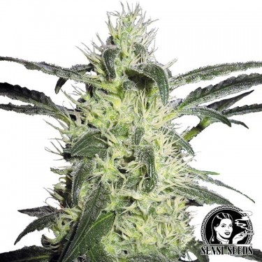 Silver Haze Regular